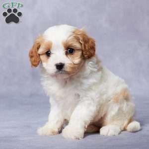 Edie, Cavapoo Puppy